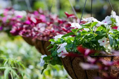 Plants
